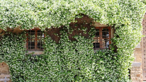 https://www.solopiante.it/piante-rampicanti/108-falso-gelsomino-rhyncospermum-jasminoides.html